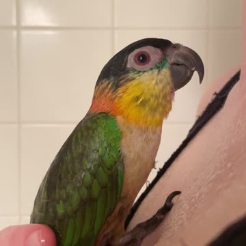 Parrot showers with mom