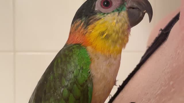 Parrot showers with mom