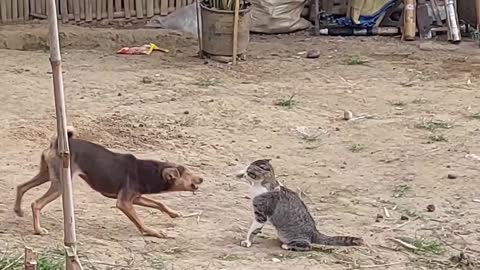 CUTE AND ADORABLE DOG PLAYING WITH A CAT