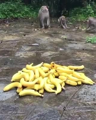 Those animals are very funny