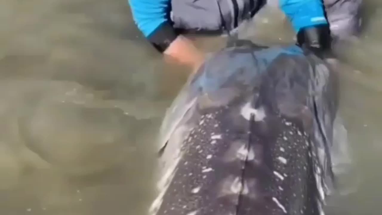 Monster fish