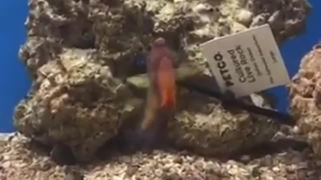 fish.mov