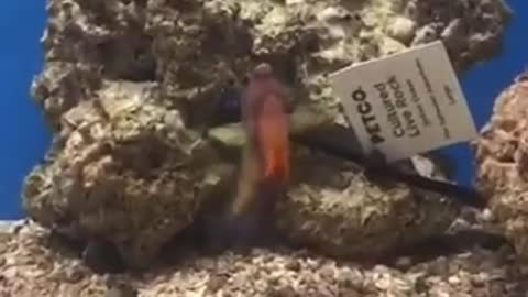 fish.mov