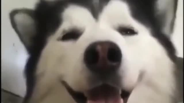 Quick Videos Of Funny And Cute Pets #2