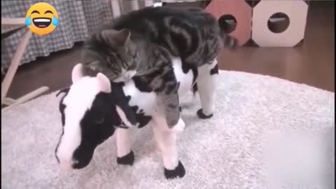 funny cute cats try not to laugh