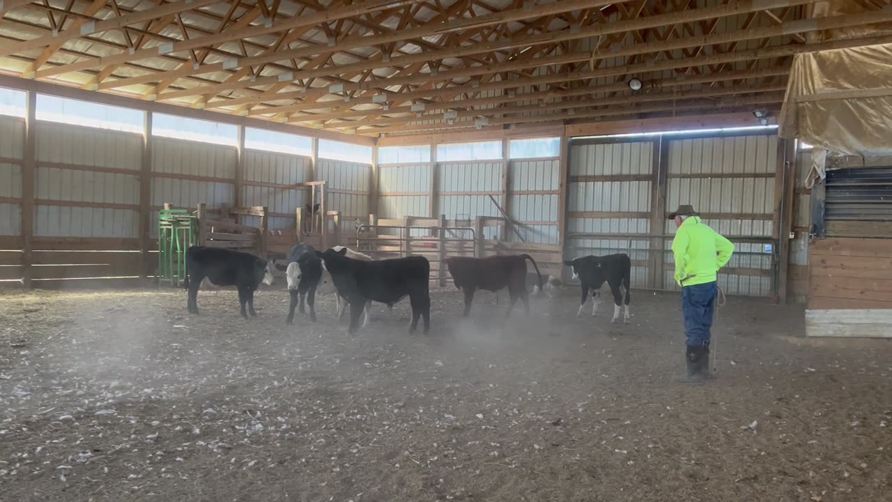 Charlie Pushing Young Bulls