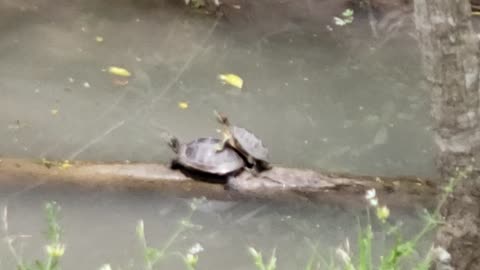 Mating Red Earred Sliders
