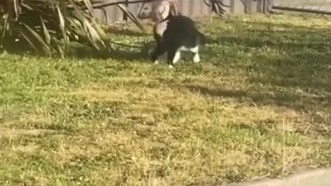 funny animals