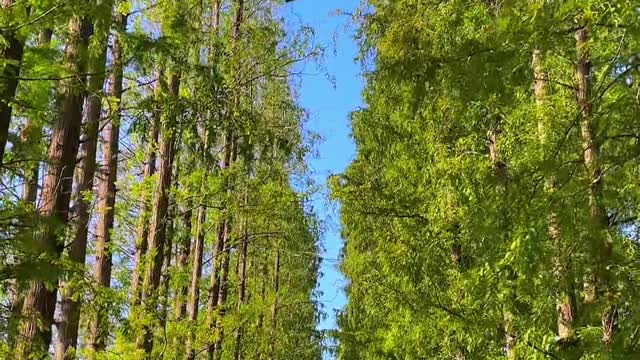 Divide the autumn scenery equally and give half to life