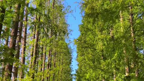 Divide the autumn scenery equally and give half to life