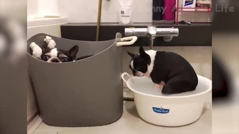 Chats et chiens les plus cools et les plus drôles, la vie des animaux à mourrir de rire