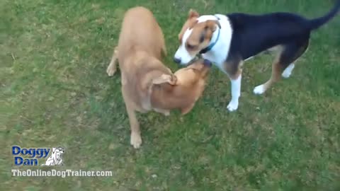 How to learn how dog barks