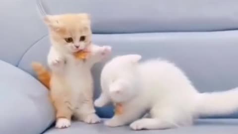 Do you love them !! Cat lover
