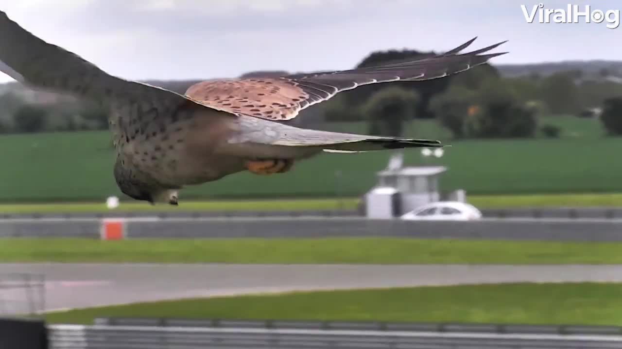 This beautiful kestrel is hovering mid-air in its hunting mode!