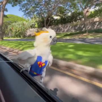 Parrot enjoying his ride