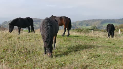horses eating grass video