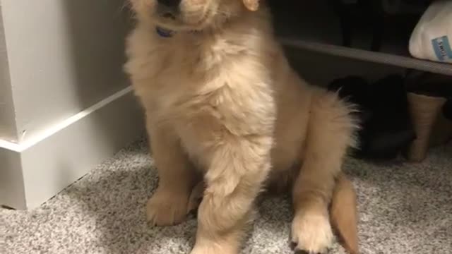 Golden retriever puppy shakes head side to side while owner whimpers