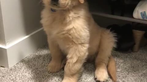 Golden retriever puppy shakes head side to side while owner whimpers