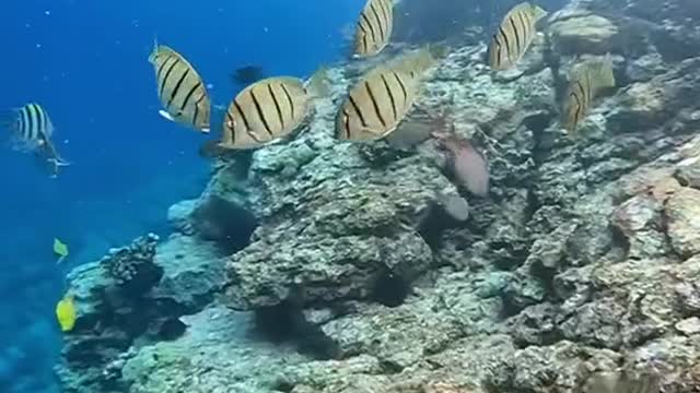LovetheseSargentmajorfishandconvicttangs,lotsofstripes!#underwater#oceanlover#lovemyplanet