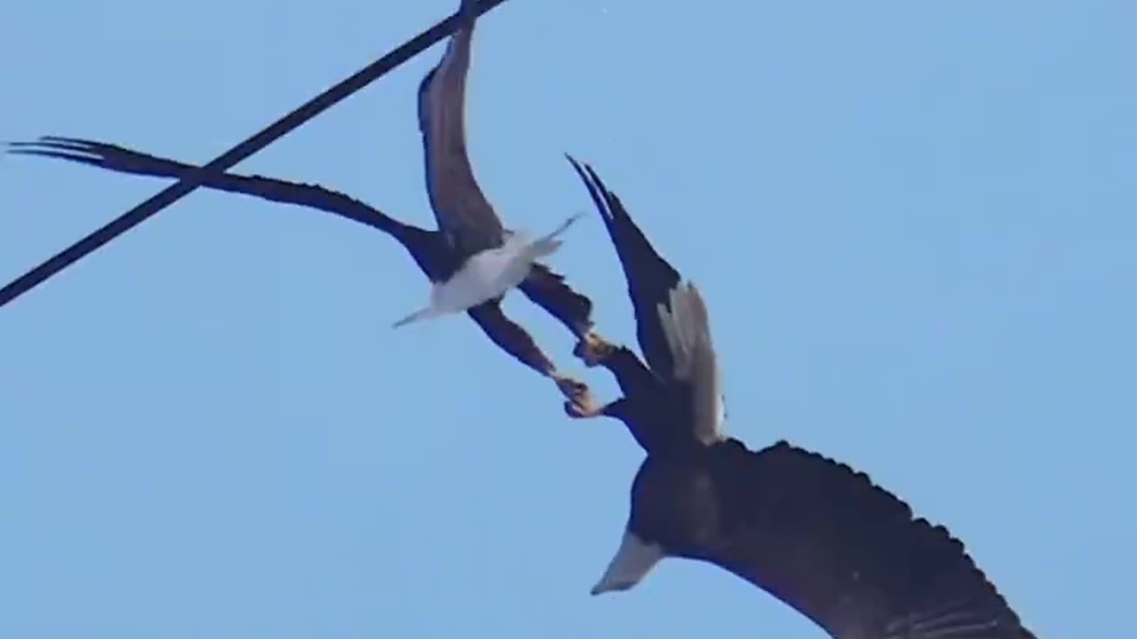 Two bald eagles lock talons and perform the courtship behavior called Daredevil cartwheel