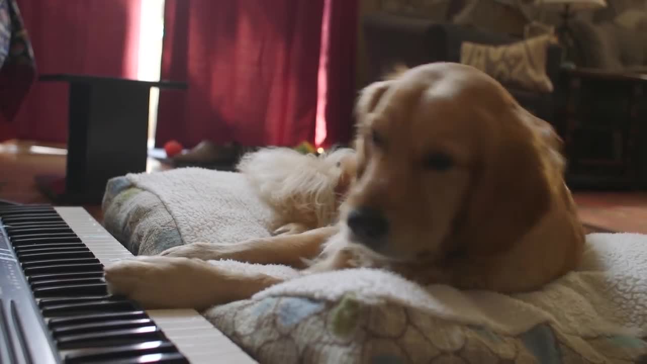 dog doesn't play piano