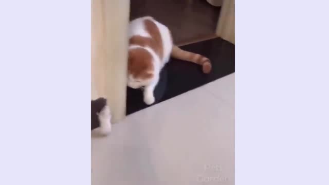 The cat is afraid of the mouse. very cute video