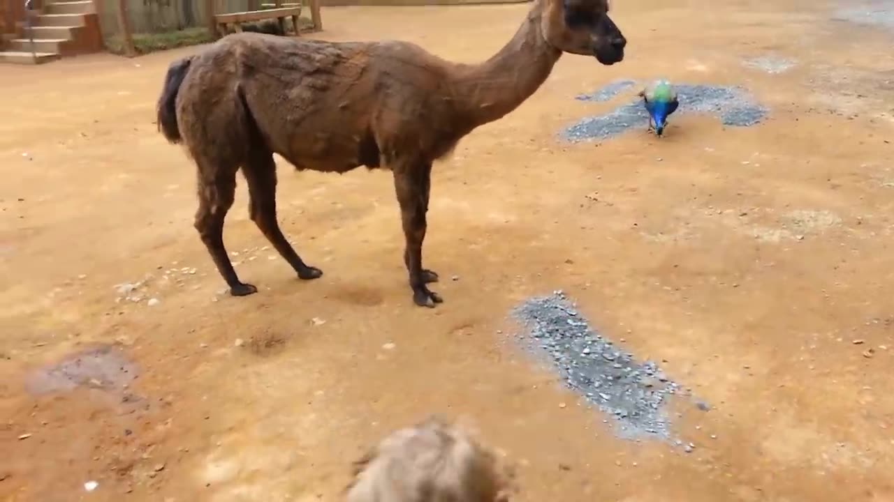 TRY NOT TO LAUGH 😂 FUNNY BABIES at the Zoo🤣🤣