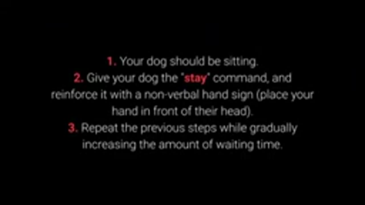 Dog training video