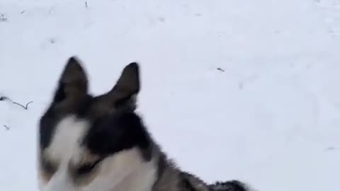 Rumble dog is enjoying