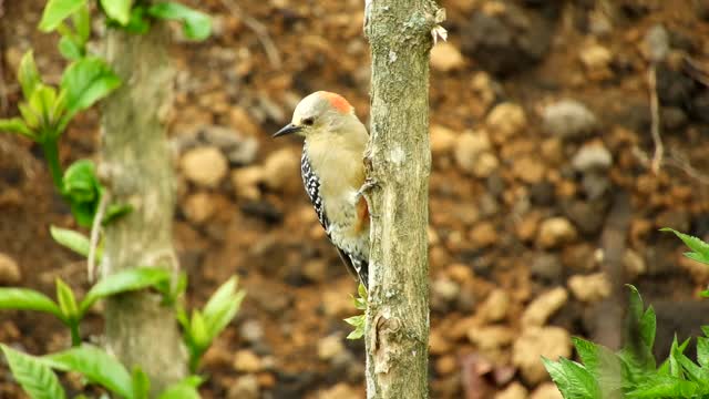 Beautiful birds Beautiful colorsbird tree bush