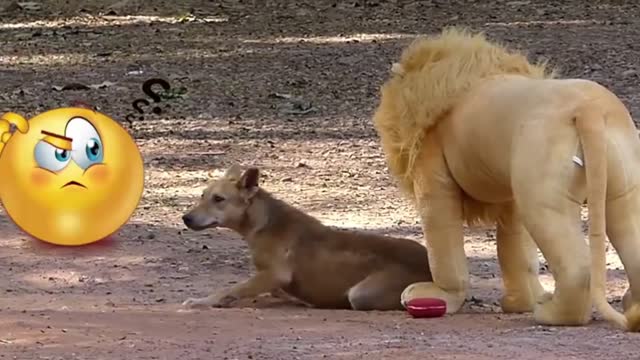 Troll Prank Dog Funny, fake Lion and Fake Tiger Prank To dog ,Huge Box Prank to dog