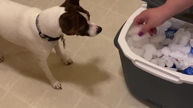 Princess enjoys ice