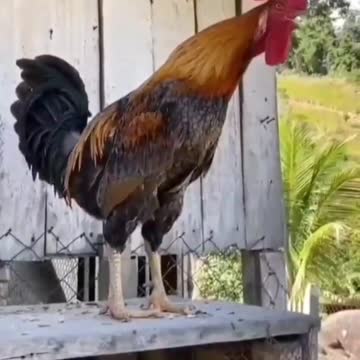 A strange rooster is singing😁😁😁🐓