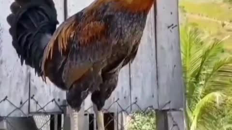 A strange rooster is singing😁😁😁🐓