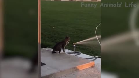 water playing cat