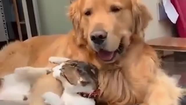 Cat & dog friendship