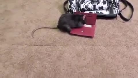 Incredible mouse