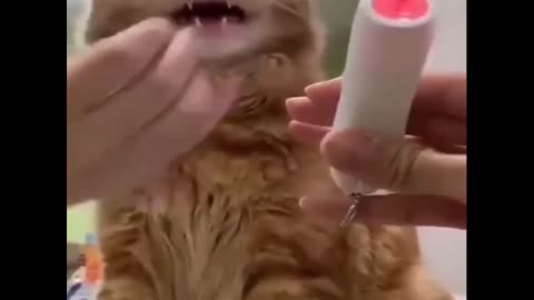 Awesome Funny Animals