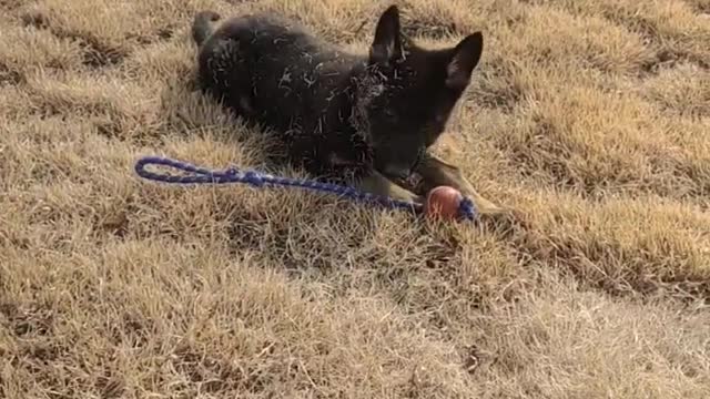 The dog stumbled when playing ball