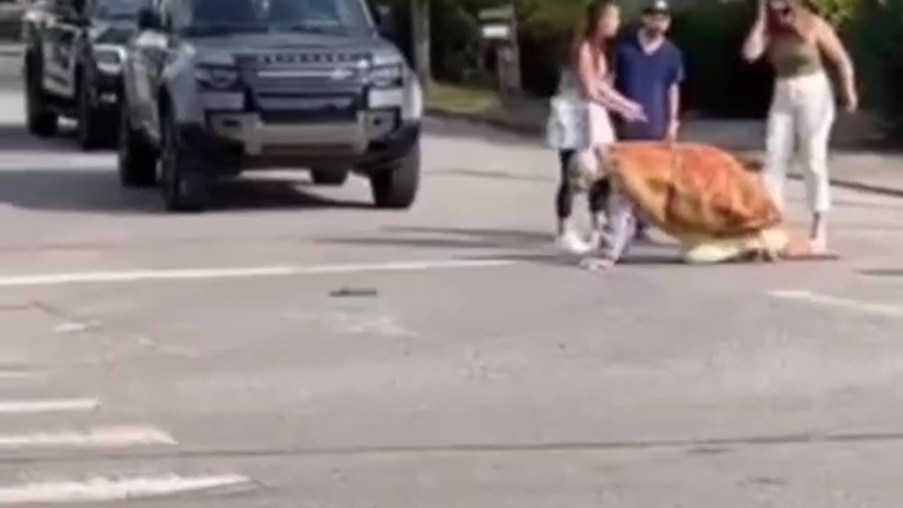 WOKE 🐢TURTLE IN THE ROAD