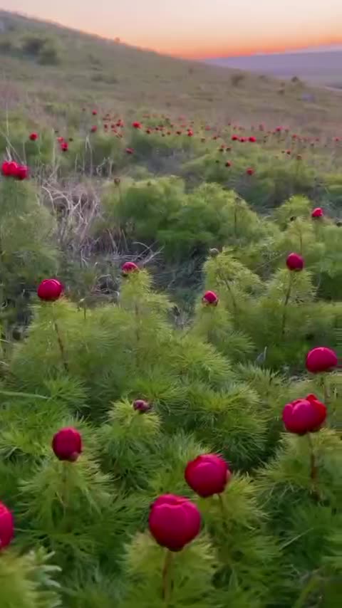 Wild peonies blooming