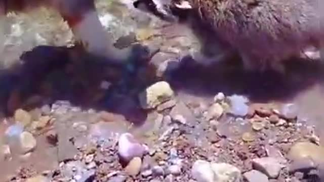 funny dog - short video