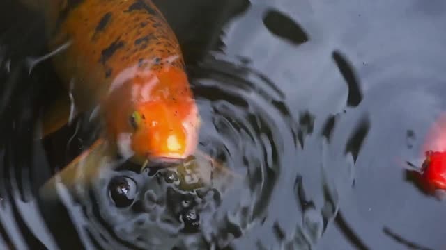 Free Koi Fish in Pond Stock Video Footage