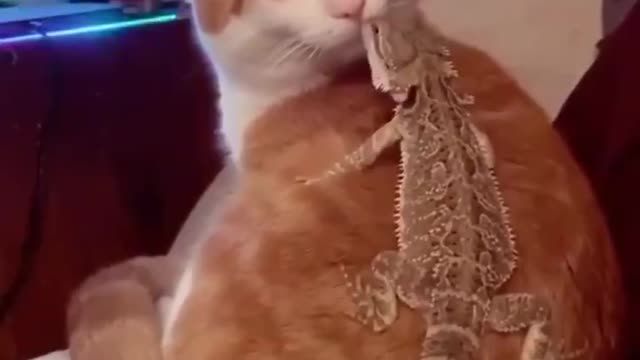 cats best friend a bearded dragon awwwww!