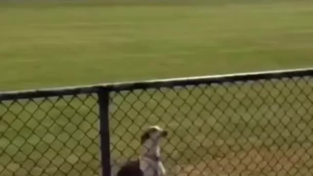 Funny Video - Fumbling animals (dogs, rat, pig, squirrel)