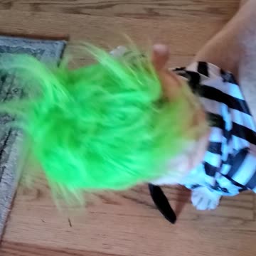 Beetlejuice Frenchie