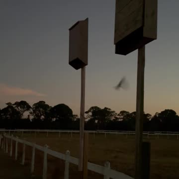 Bats leaving their bat houses