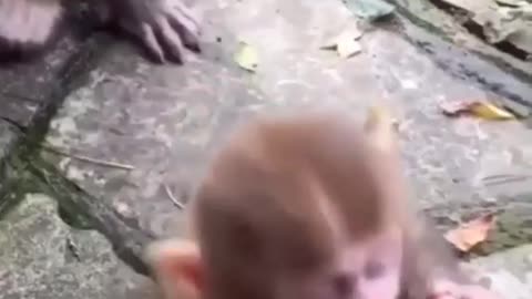 Cute monkey