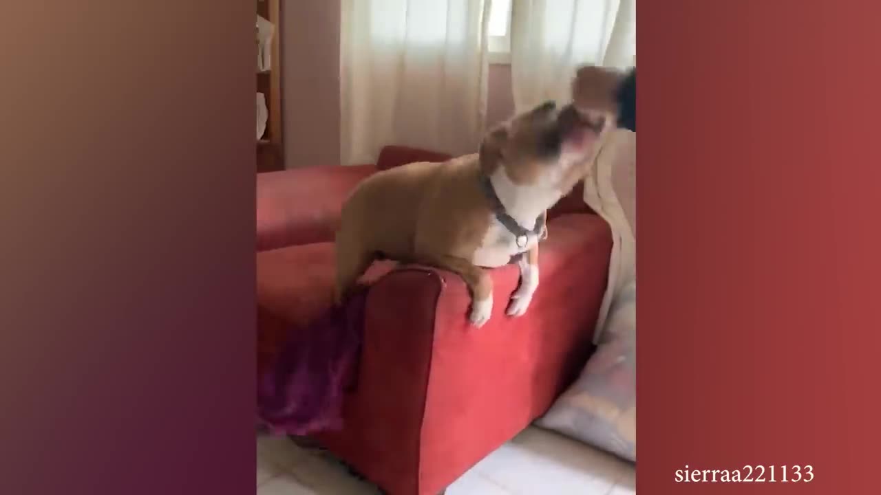 FUNNY DOG VIDEOS That Are Impawsible Not To Laugh At | @3