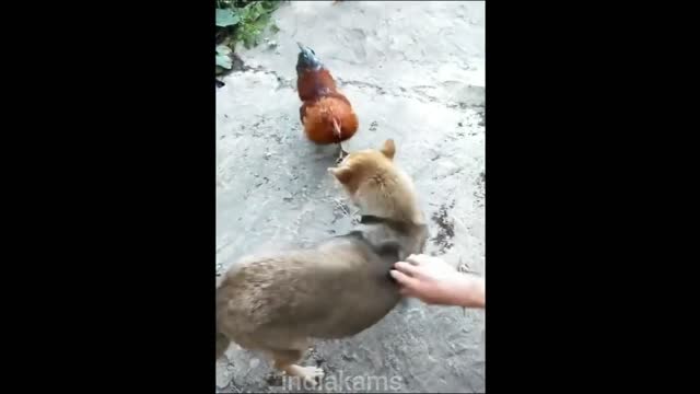 Dog vs Chicken fight | Part-2